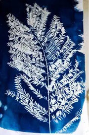 הדפסת שמש Cyanotype – פרחים ועלים על נייר מוכן