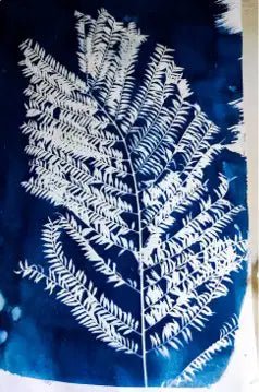 הדפסת שמש Cyanotype – פרחים ועלים על נייר מוכן