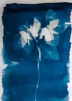 חומר להדפסי שמש -Cyanotype
